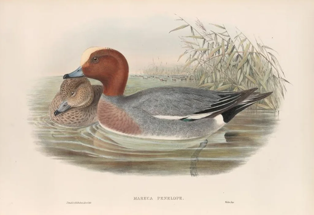 An illustration from The birds of Great Britain, 1862, leaf 309