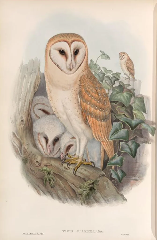 An illustration from The birds of Great Britain, 1862, leaf 31