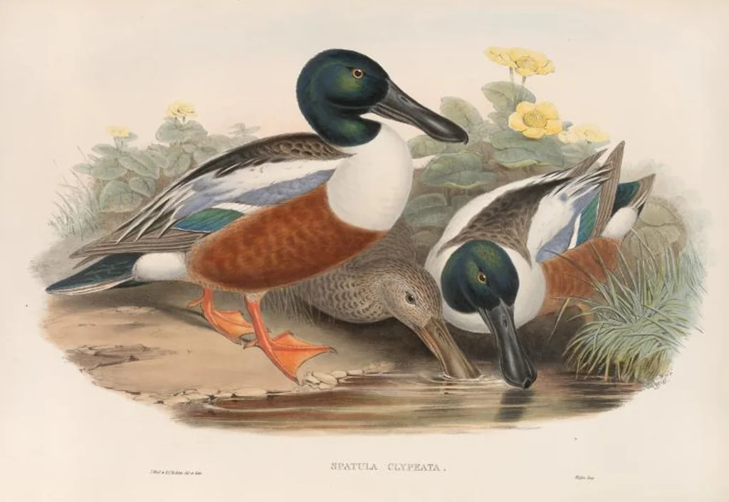 An illustration from The birds of Great Britain, 1862, leaf 310