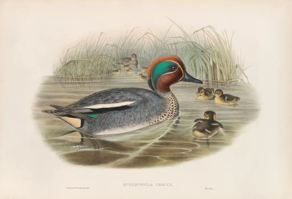 An illustration from The birds of Great Britain, 1862, leaf 312