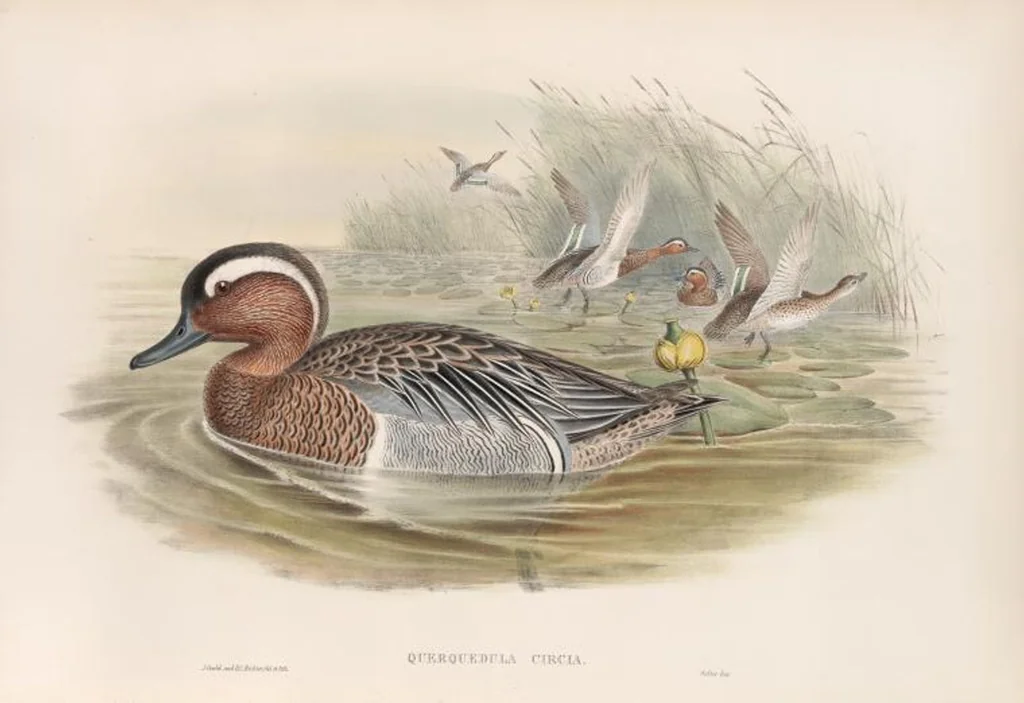 An illustration from The birds of Great Britain, 1862, leaf 313