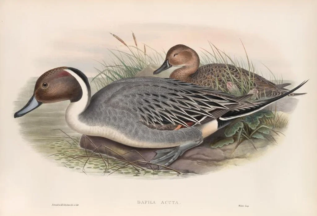 An illustration from The birds of Great Britain, 1862, leaf 314