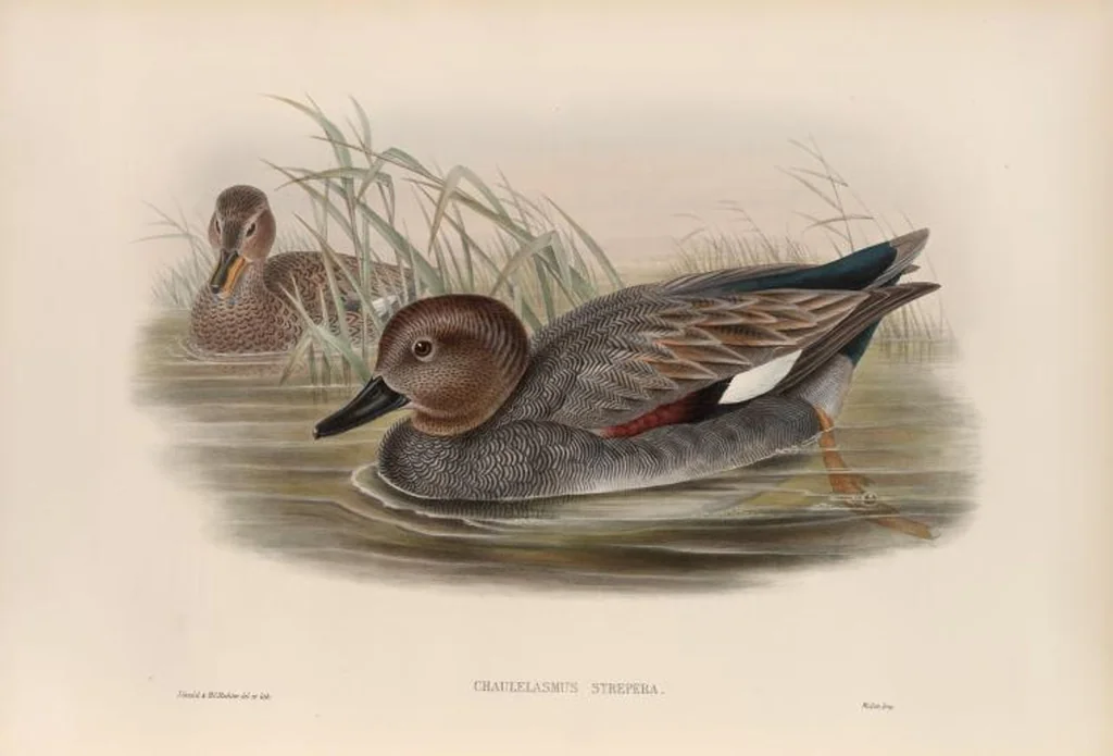 An illustration from The birds of Great Britain, 1862, leaf 315
