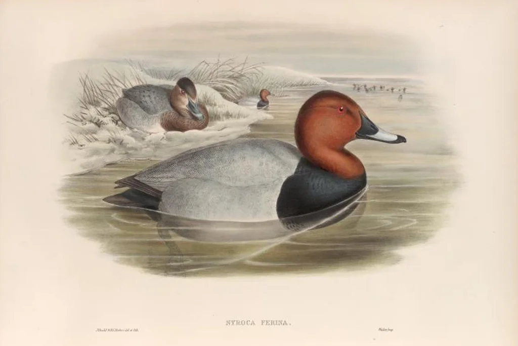 An illustration from The birds of Great Britain, 1862, leaf 316