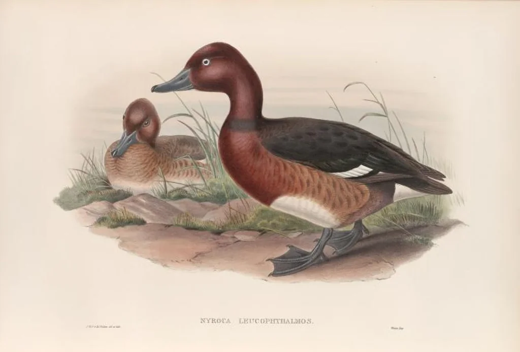 An illustration from The birds of Great Britain, 1862, leaf 317