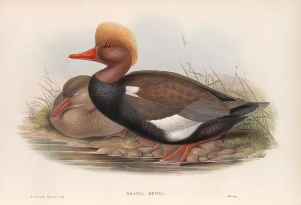 An illustration from The birds of Great Britain, 1862, leaf 318