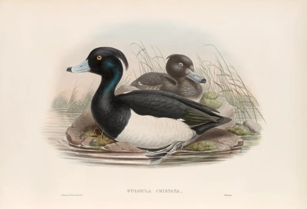 An illustration from The birds of Great Britain, 1862, leaf 319