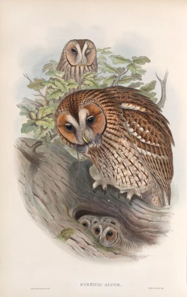 An illustration from The birds of Great Britain, 1862, leaf 32