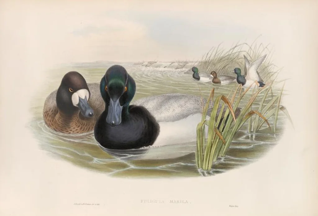 An illustration from The birds of Great Britain, 1862, leaf 320