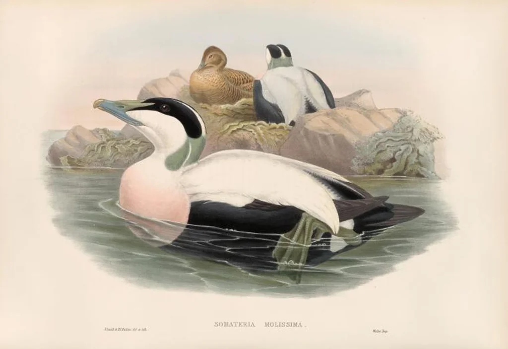 An illustration from The birds of Great Britain, 1862, leaf 322
