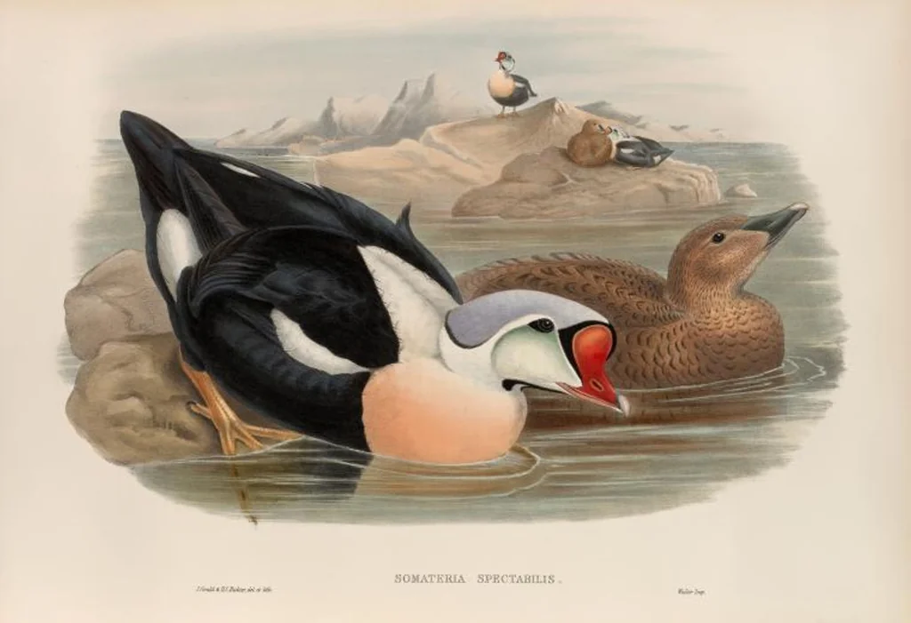 An illustration from The birds of Great Britain, 1862, leaf 323