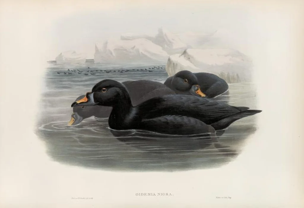 An illustration from The birds of Great Britain, 1862, leaf 324