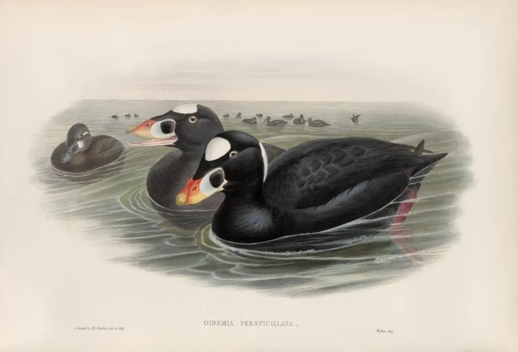 An illustration from The birds of Great Britain, 1862, leaf 326