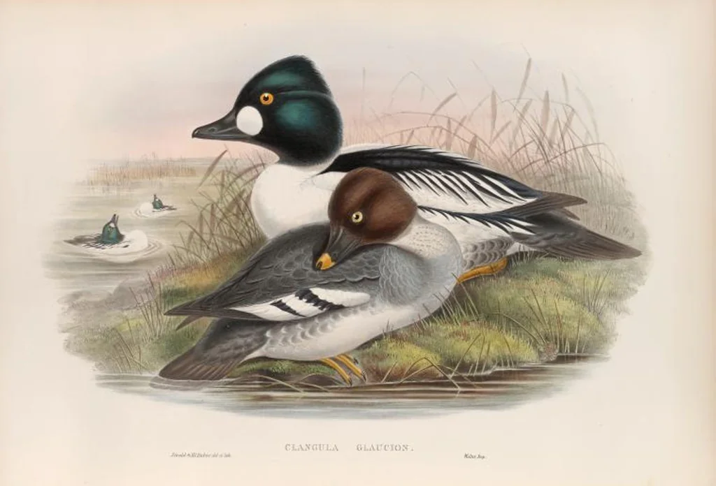 An illustration from The birds of Great Britain, 1862, leaf 327