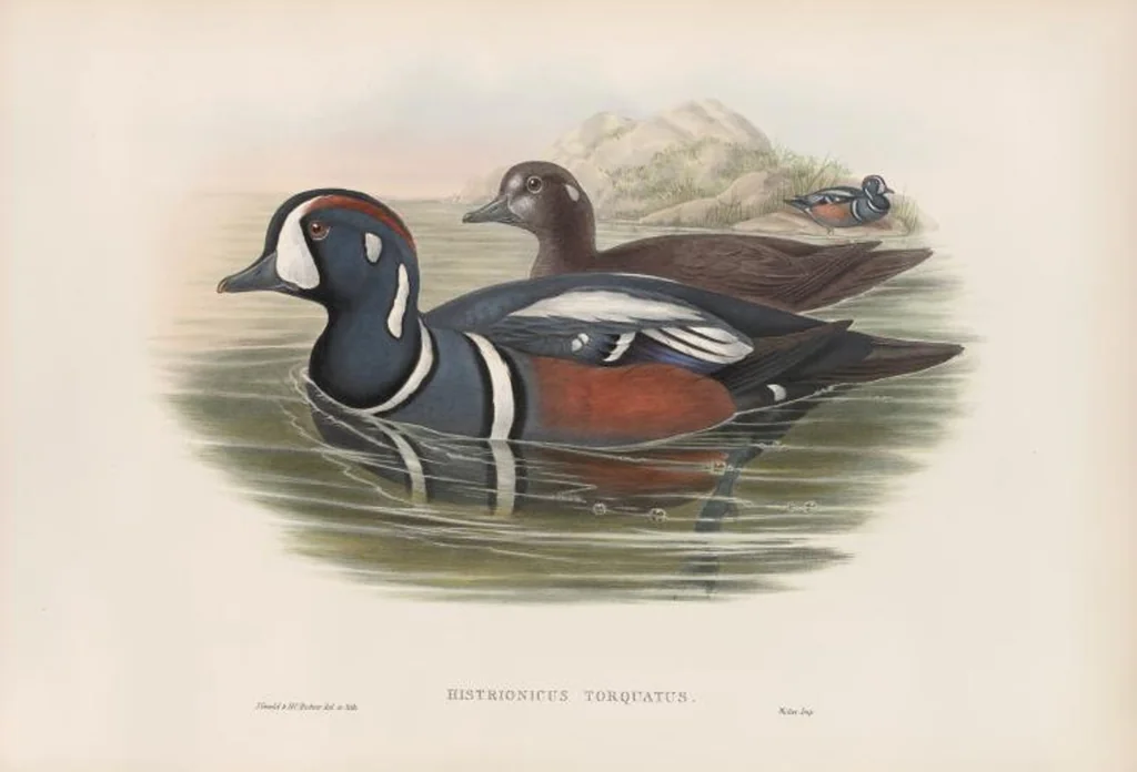 An illustration from The birds of Great Britain, 1862, leaf 328