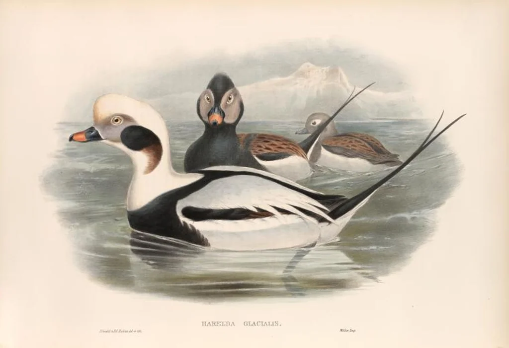 An illustration from The birds of Great Britain, 1862, leaf 329