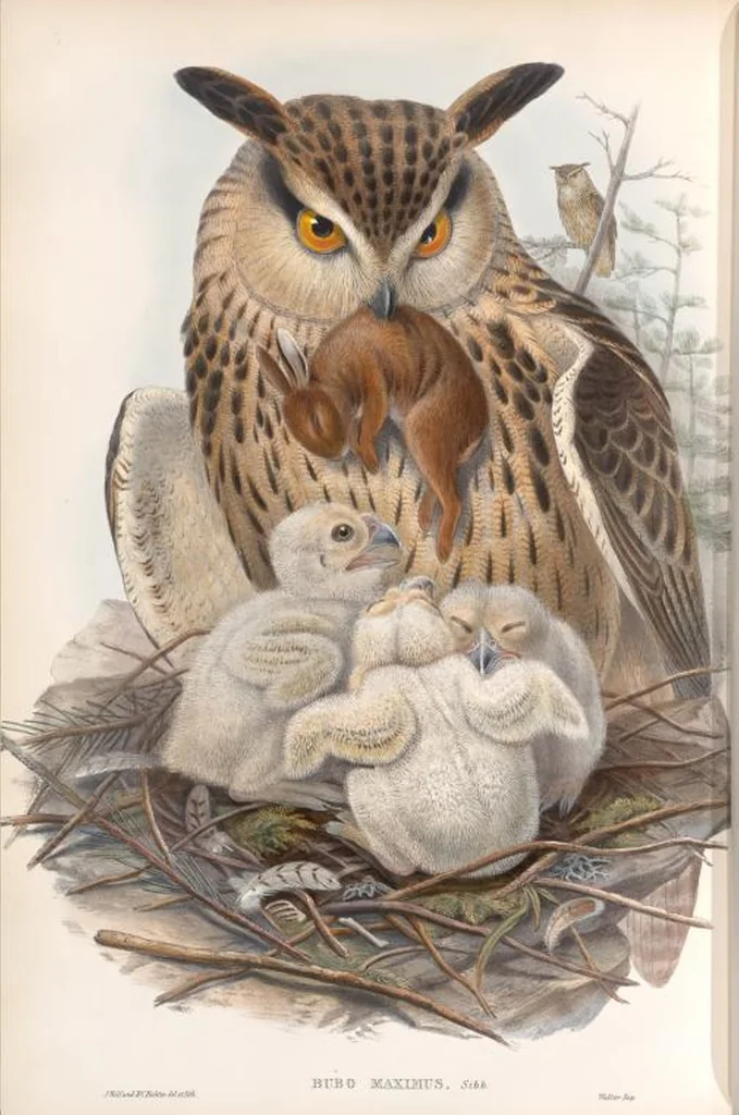 An illustration from The birds of Great Britain, 1862, leaf 33