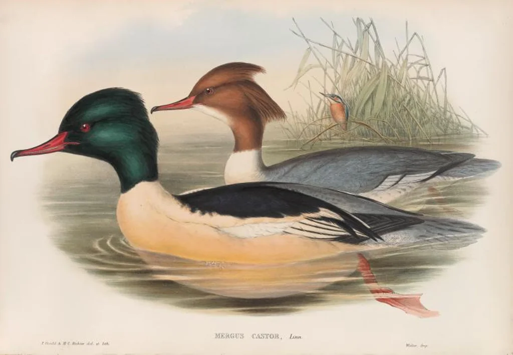 An illustration from The birds of Great Britain, 1862, leaf 330
