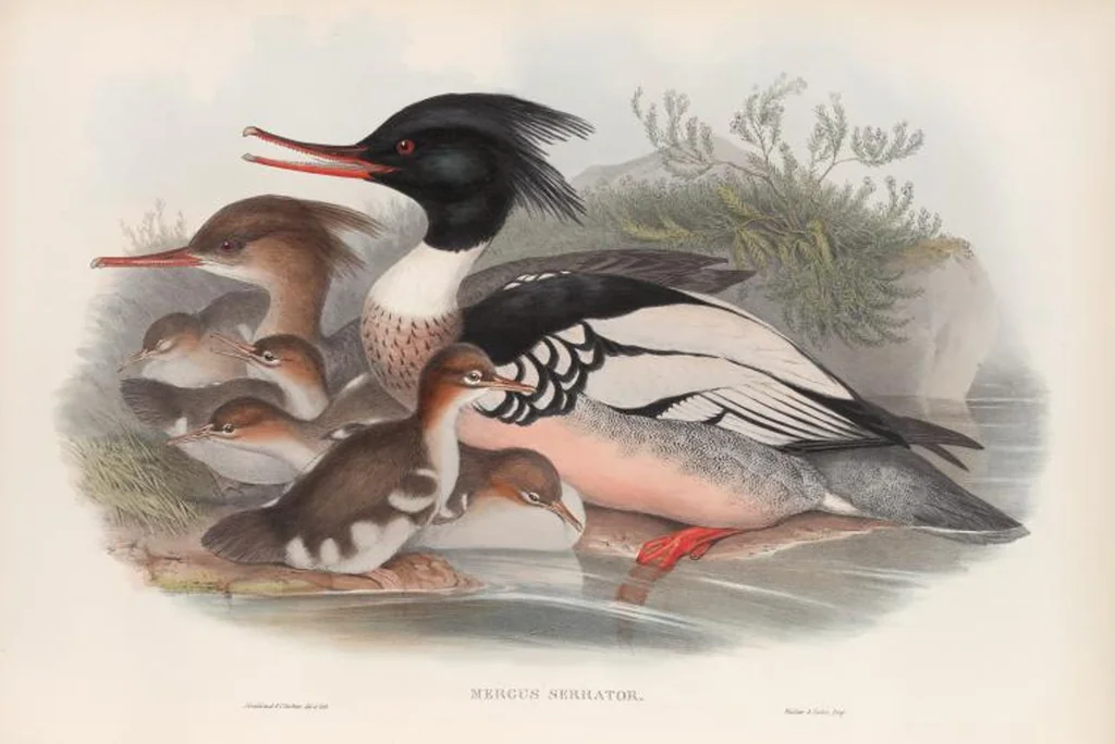 An illustration from The birds of Great Britain, 1862, leaf 331