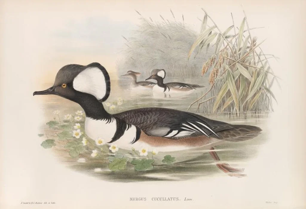 An illustration from The birds of Great Britain, 1862, leaf 332