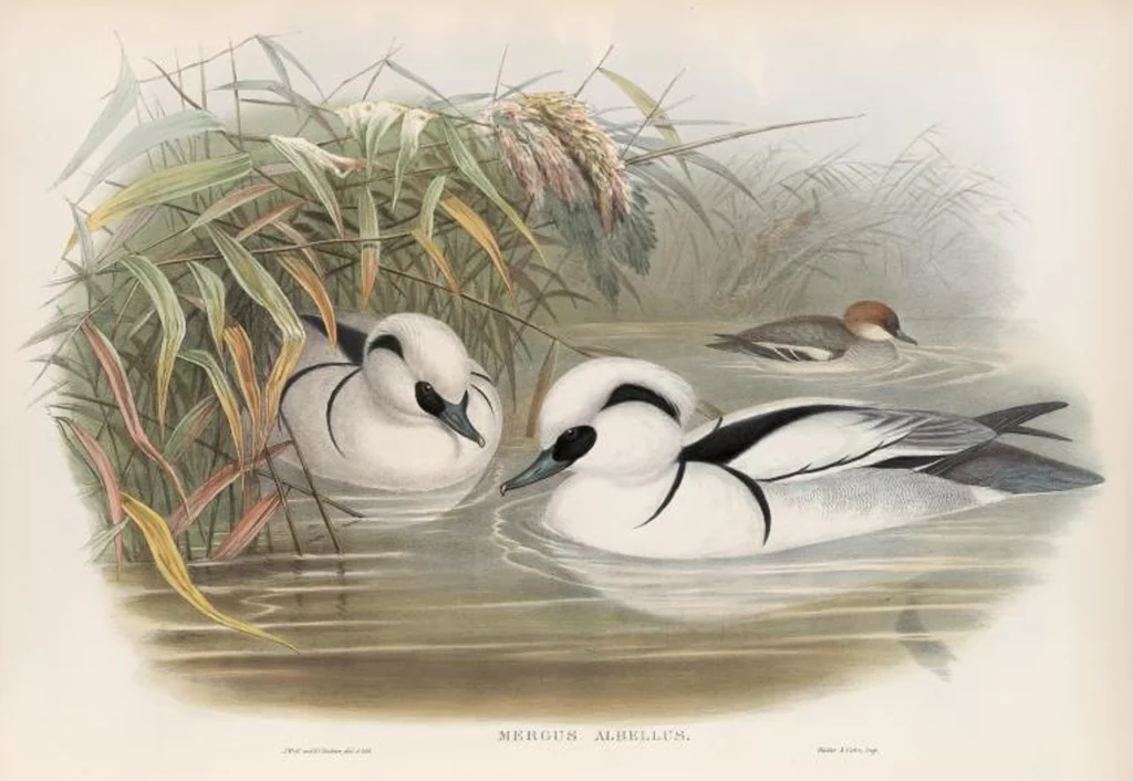 An illustration from The birds of Great Britain, 1862, leaf 333