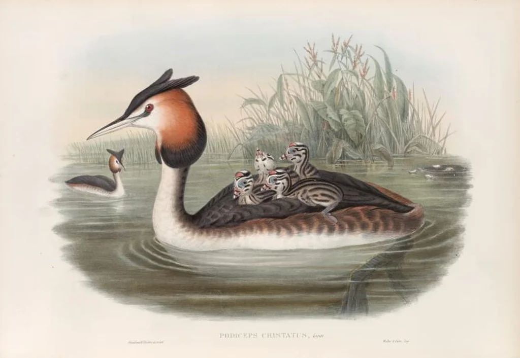 An illustration from The birds of Great Britain, 1862, leaf 334
