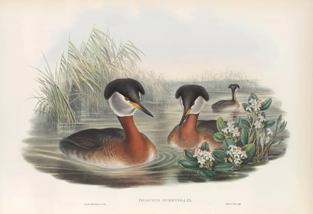 An illustration from The birds of Great Britain, 1862, leaf 335