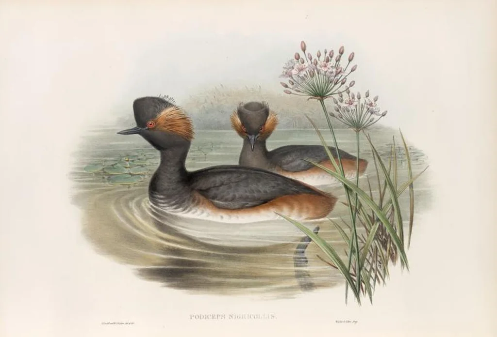 An illustration from The birds of Great Britain, 1862, leaf 337