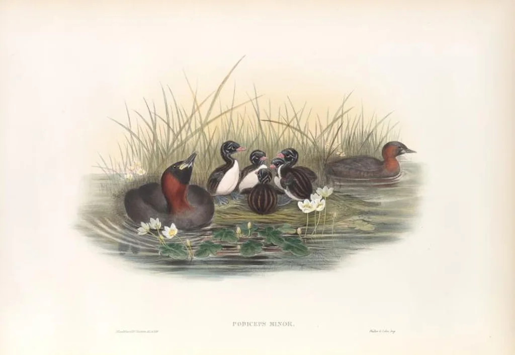 An illustration from The birds of Great Britain, 1862, leaf 338