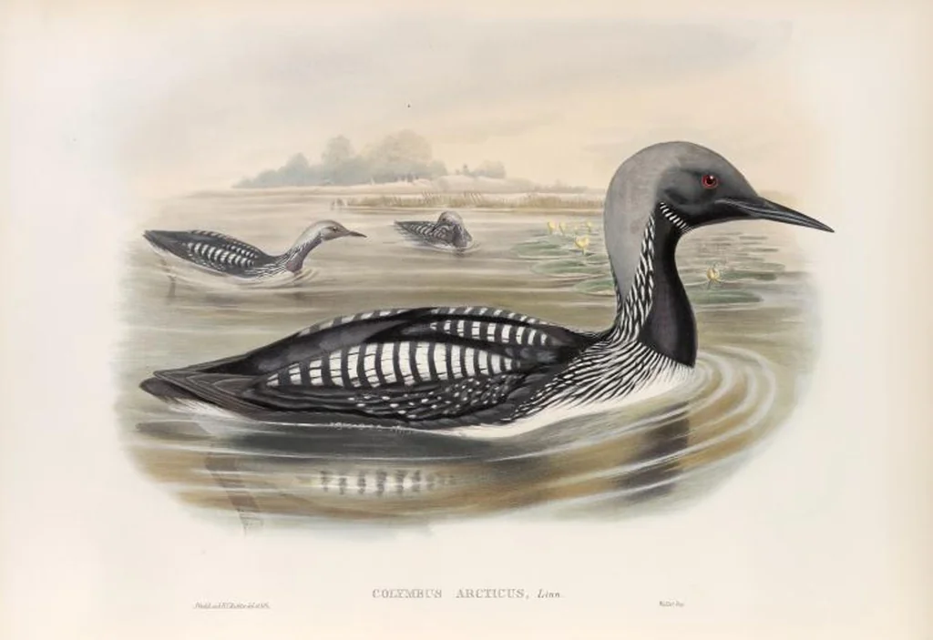 An illustration from The birds of Great Britain, 1862, leaf 340