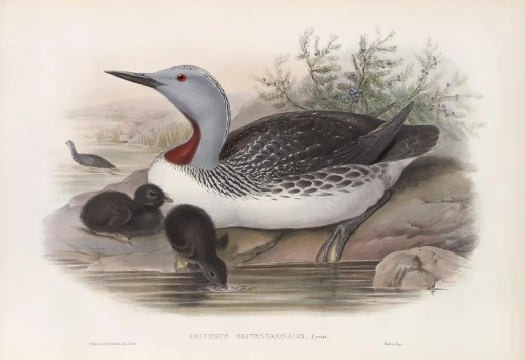 An illustration from The birds of Great Britain, 1862, leaf 341