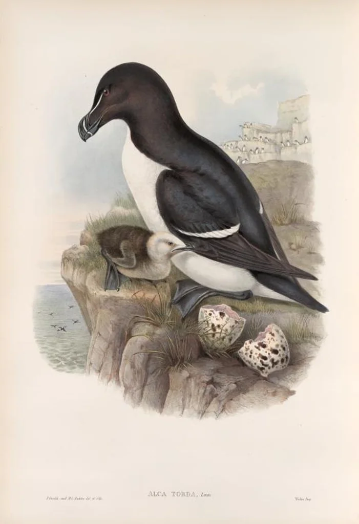 An illustration from The birds of Great Britain, 1862, leaf 343