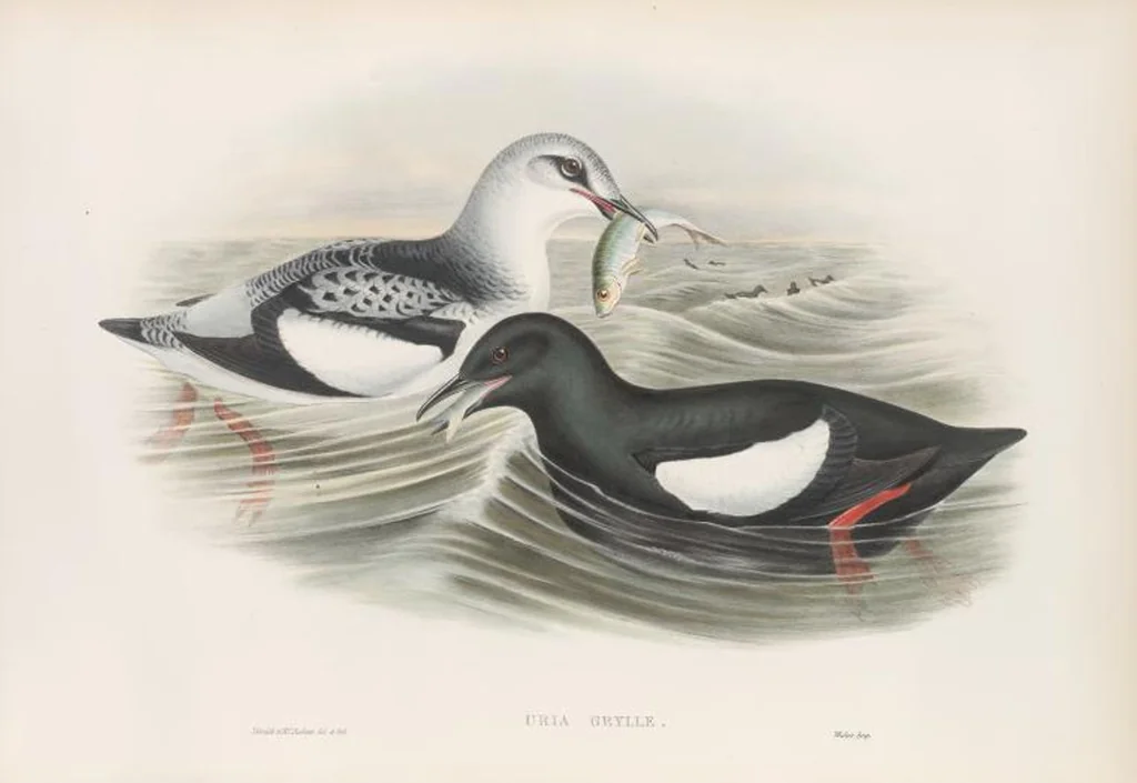 An illustration from The birds of Great Britain, 1862, leaf 345
