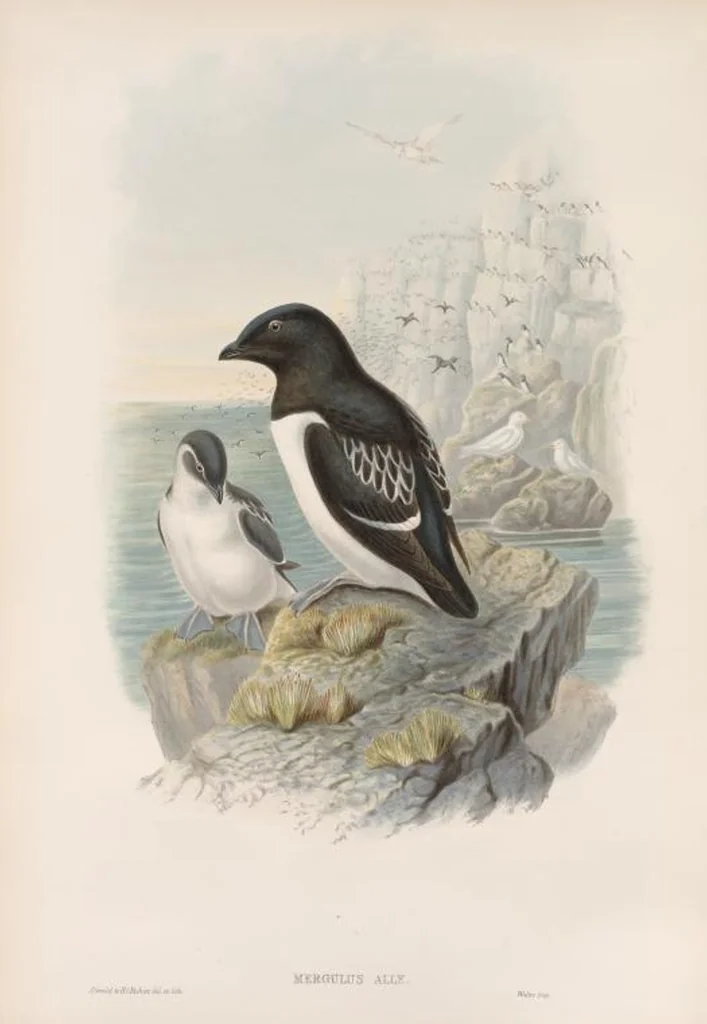 An illustration from The birds of Great Britain, 1862, leaf 346