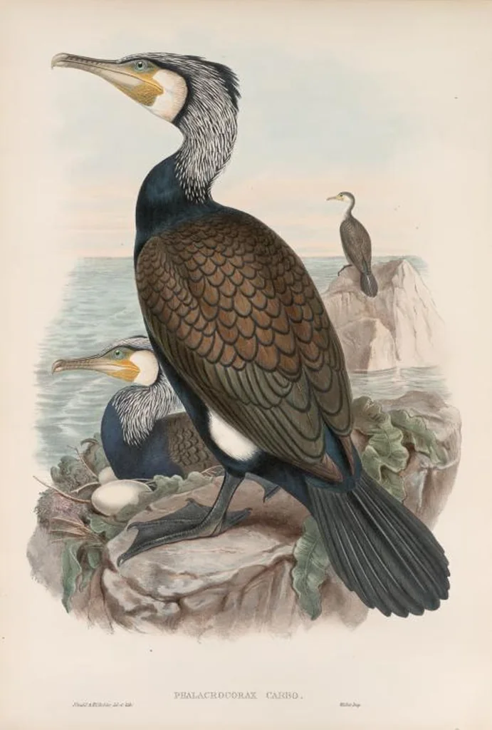 An illustration from The birds of Great Britain, 1862, leaf 348