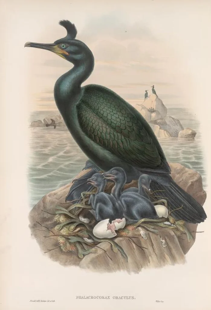 An illustration from The birds of Great Britain, 1862, leaf 349