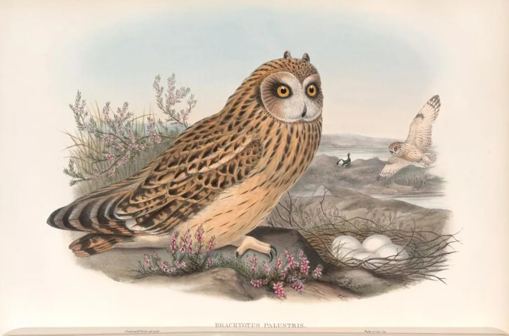 An illustration from The birds of Great Britain, 1862, leaf 35