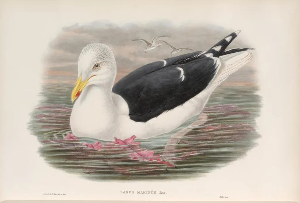 An illustration from The birds of Great Britain, 1862, leaf 351