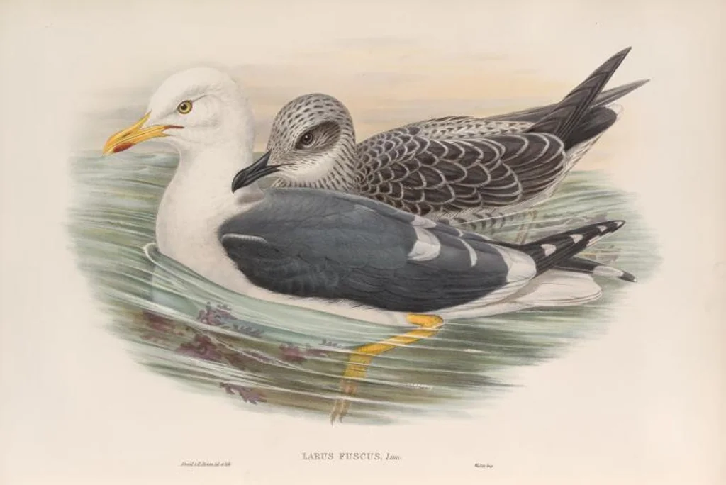 An illustration from The birds of Great Britain, 1862, leaf 352