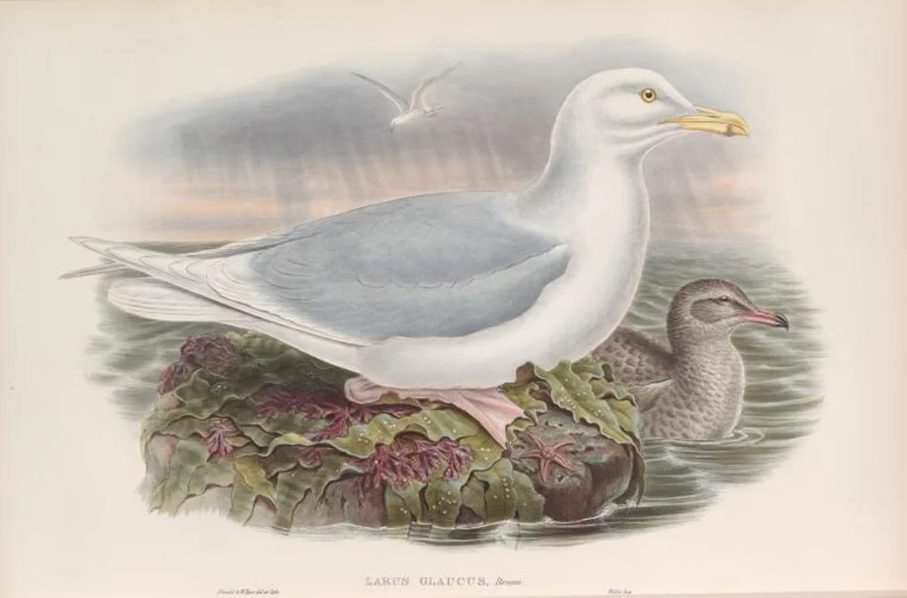 An illustration from The birds of Great Britain, 1862, leaf 353