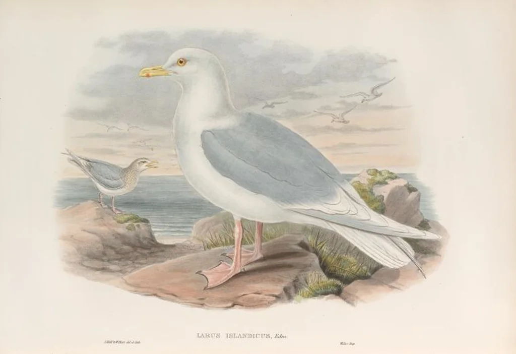 An illustration from The birds of Great Britain, 1862, leaf 354