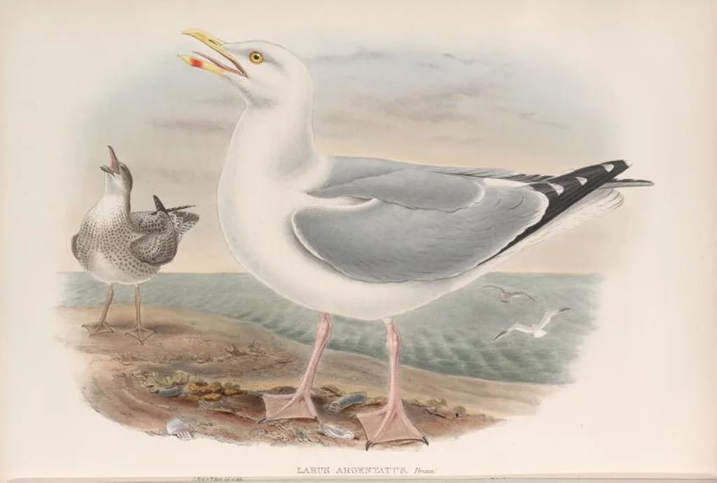 An illustration from The birds of Great Britain, 1862, leaf 355