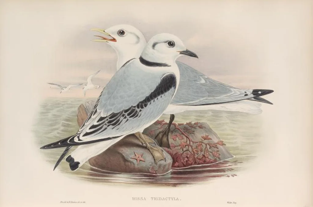 An illustration from The birds of Great Britain, 1862, leaf 357