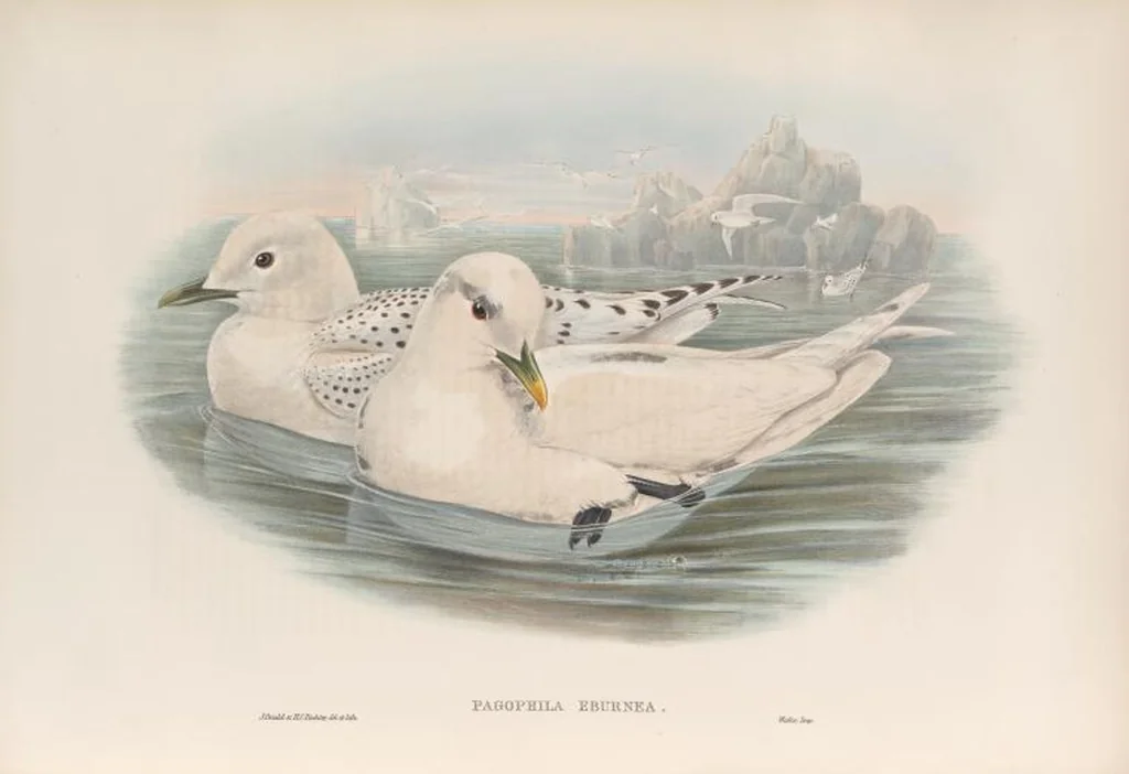 An illustration from The birds of Great Britain, 1862, leaf 358