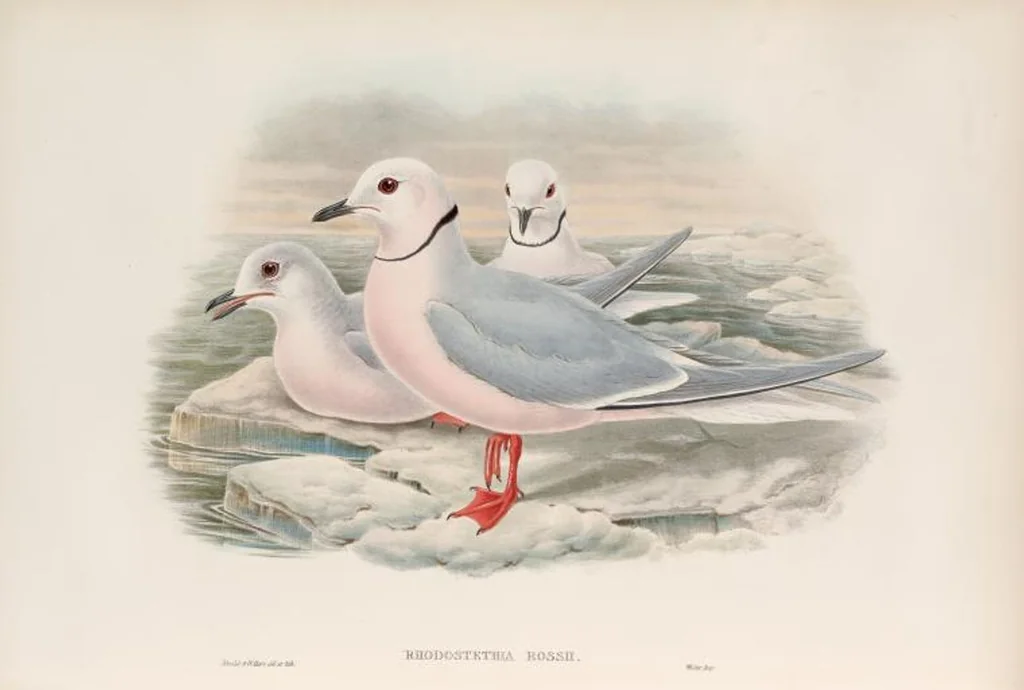 An illustration from The birds of Great Britain, 1862, leaf 359