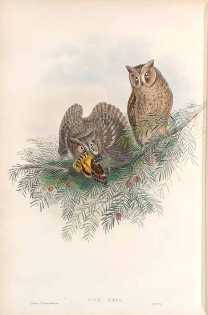 An illustration from The birds of Great Britain, 1862, leaf 36