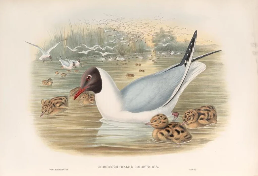 An illustration from The birds of Great Britain, 1862, leaf 360