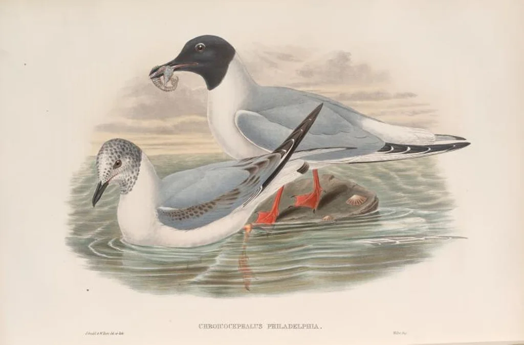An illustration from The birds of Great Britain, 1862, leaf 361