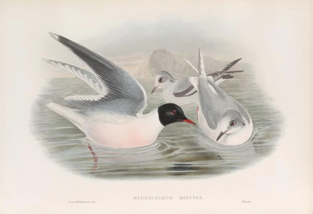 An illustration from The birds of Great Britain, 1862, leaf 362