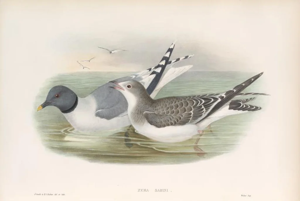 An illustration from The birds of Great Britain, 1862, leaf 363
